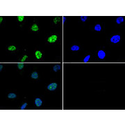 Anti-Histone H3 [p Thr6] (RABBIT) Antibody, 50µg, Liquid (sterile filtered)
