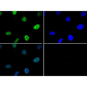 Anti-Histone H3 [p Thr6] (RABBIT) Antibody, 50µg, Liquid (sterile filtered)