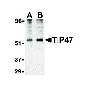 TIP47 Antibody nterm 100µg