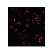 TRIM25 Antibody nterm 100µg