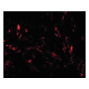 Anti-TTC5 (RABBIT) Antibody, 100µg, Liquid (sterile filtered)