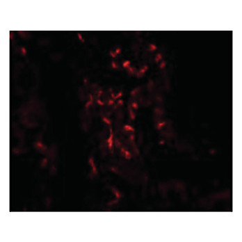 TNFAIP3 Antibody internal 100µg