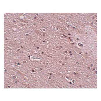 Anti-TMEM16B (RABBIT) Antibody, 100µg, Liquid (sterile filtered)