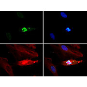 Anti-Histone H3 [p Thr3, Monomethyl Lys4] (RABBIT) Antibody, 50µg, Liquid (sterile filtered)