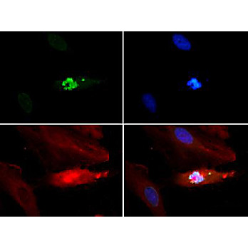 Anti-Histone H3 [p Thr3, Monomethyl Lys4] (RABBIT) Antibody, 50µg, Liquid (sterile filtered)