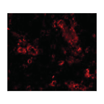 TRIM30 Antibody nterm 100µg