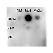 Anti-STAT5 [Arg31-Methyl] (RABBIT) Antibody, 25µL, Liquid (sterile filtered)
