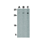 Anti-ORAI2 (RABBIT) Antibody, 100µg, Liquid (sterile filtered)
