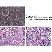 Anti-Cyclin D3 (RABBIT) Antibody, 100µg, Liquid (sterile filtered)