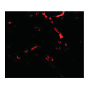 Syntaphilin Antibody nterm 100µg