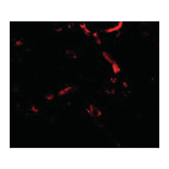 Syntaphilin Antibody nterm 100µg