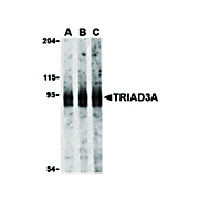 Anti-TRIAD3A (RABBIT) Antibody, 100µg, Liquid (sterile filtered)