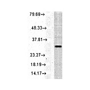Anti-HO-1 (RABBIT) Antibody, 100µg, Liquid (sterile filtered)