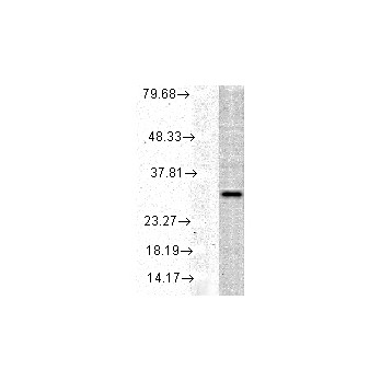 Anti-HO-1 (RABBIT) Antibody, 100µg, Liquid (sterile filtered)