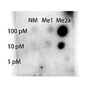 Anti-STAT1 [Asym-dimethyl Arg31] (RABBIT) Antibody, 100µg, Liquid (sterile filtered)