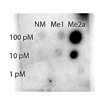 Anti-STAT1 [Asym-dimethyl Arg31] (RABBIT) Antibody, 100µg, Liquid (sterile filtered)