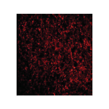 TMP21 Antibody 100µg