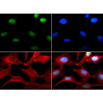 Anti-Histone H3 [Monomethyl Lys4] (RABBIT) Antibody, 50µg, Liquid (sterile filtered)