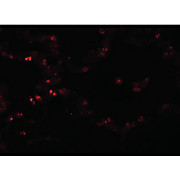 Anti-TMEM184B (RABBIT) Antibody, 100µg, Liquid (sterile filtered)