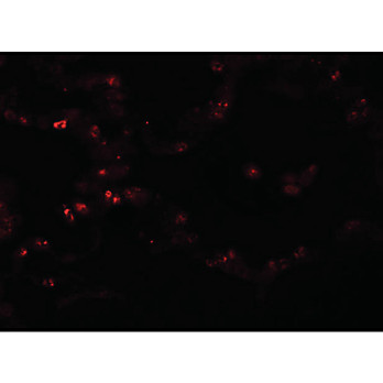Anti-TMEM184B (RABBIT) Antibody, 100µg, Liquid (sterile filtered)