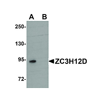 Anti-ZC3H12D (RABBIT) Antibody, 100µg, Liquid (sterile filtered)
