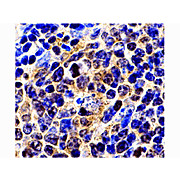 Survivin Antibody ms cterm 100µg