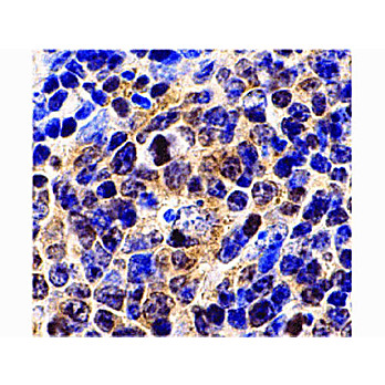 Survivin Antibody ms cterm 100µg