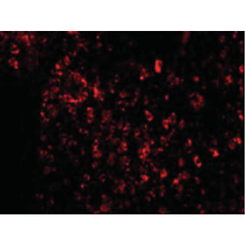 AVEN nterm Antibody 100µg