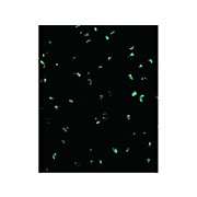 ACINUS - internal Antibody 100µg