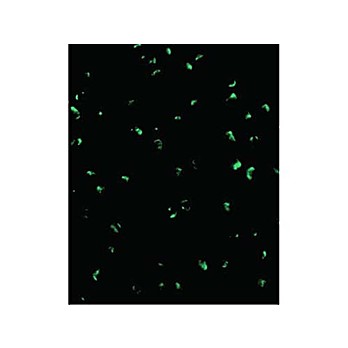 ACINUS - internal Antibody 100µg