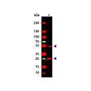 Anti-GOAT IgG (H&L) (RABBIT) Antibody, 2mg, Liquid (sterile filtered)