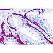 BMP15 nterm Antibody 100µg