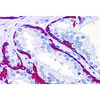 BMP15 nterm Antibody 100µg