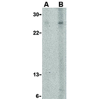 Anti-APRIL (RABBIT) Antibody, 100µg, Liquid (sterile filtered)