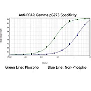 Anti-PPAR gamma pS273 (RABBIT) Antibody, 50µg, Liquid (sterile filtered)