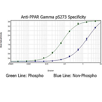 Anti-PPAR gamma pS273 (RABBIT) Antibody, 50µg, Liquid (sterile filtered)