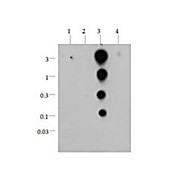 Anti-Histone H3 [ac Lys36] (RABBIT) Antibody, 50µg, Liquid (sterile filtered)