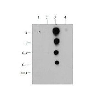 Anti-Histone H3 [ac Lys36] (RABBIT) Antibody, 50µg, Liquid (sterile filtered)