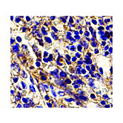 BONZO nterm Antibody 100µg