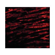 Anti-BCL-RAMBO (RABBIT) Antibody, 100µg, Liquid (sterile filtered)