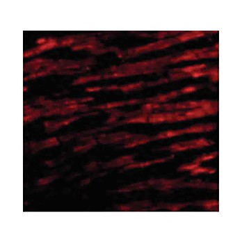 Anti-BCL-RAMBO (RABBIT) Antibody, 100µg, Liquid (sterile filtered)