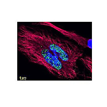 Anti-CHICKEN IgG (H&L) (GOAT) Antibody DyLight™ 488 Conjugated (Min X Bv Gt GP Ham Hs Hu Ms Rb Rt & Sh Serum Proteins), 100µg, Lyophilized