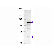 Anti-CHICKEN IgG (H&L) (GOAT) Antibody Alkaline Phosphatase Conjugated (Min X Bv Gt GP Ham Hs Hu Ms Rb Rt & Sh Serum Proteins), 1mg, Liquid (sterile filtered)