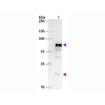 Anti-CHICKEN IgG (H&L) (GOAT) Antibody Alkaline Phosphatase Conjugated (Min X Bv Gt GP Ham Hs Hu Ms Rb Rt & Sh Serum Proteins), 1mg, Liquid (sterile filtered)