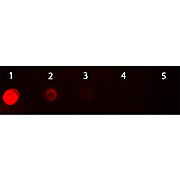 Anti-MOUSE IgG2a (Gamma 2a chain) (GOAT) Antibody Texas Red™ Conjugated (Min Cross Bv, Hu, and Rb Serum Proteins), 1mg, Lyophilized