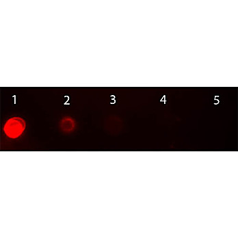 Anti-MOUSE IgG2a (Gamma 2a chain) (GOAT) Antibody Texas Red™ Conjugated (Min Cross Bv, Hu, and Rb Serum Proteins), 1mg, Lyophilized