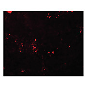 Anti-BCAS2 (RABBIT) Antibody, 100µg, Liquid (sterile filtered)