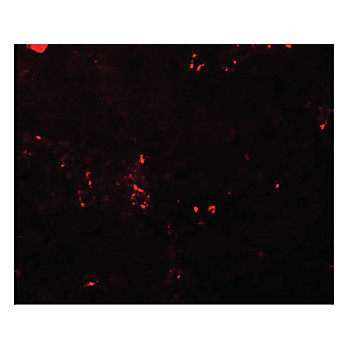 Anti-BCAS2 (RABBIT) Antibody, 100µg, Liquid (sterile filtered)