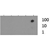 Anti-Histone H3 [Trimethyl Lys37] (RABBIT) Antibody, 50µg, Liquid (sterile filtered)