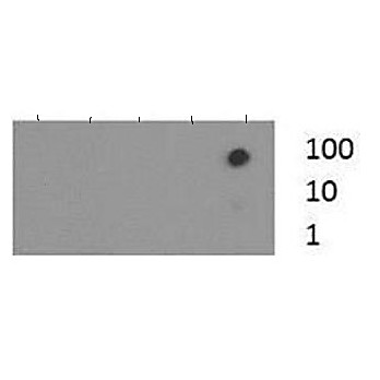 Anti-Histone H3 [Trimethyl Lys37] (RABBIT) Antibody, 50µg, Liquid (sterile filtered)